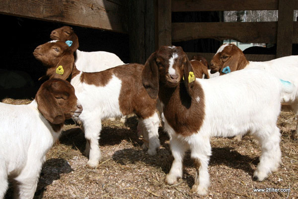 Boaer Goa kids